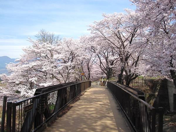Jinroku Sakura Park